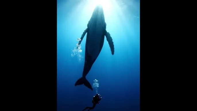 囧妈免费观看 - 深蓝星球：探索海洋深处的未知世界